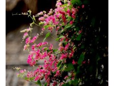 Điểm danh những loại cây trồng hàng rào không thể bỏ qua
